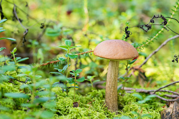 Leccinum scabrum growing on forest