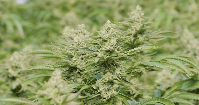 Shalllow Depth of Field DOF Cannabis Plants Budding