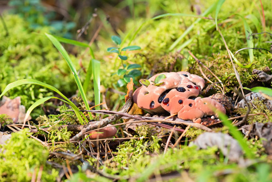 Hydnellum peckii - mushroom in mossy forest