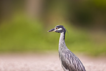Green Heron