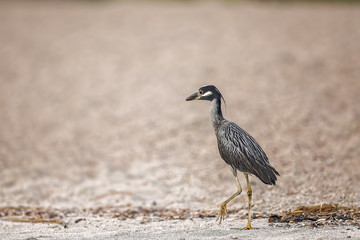 Green Heron