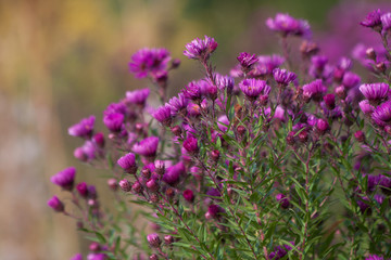Naklejka premium Herbstastern