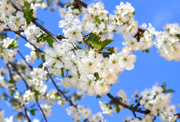 Blooming of the cherry on a spring day