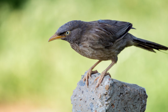 Jungle babbler sitting on rock