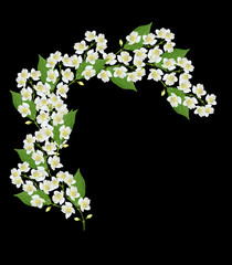  branch of jasmine flowers isolated on black background. spring