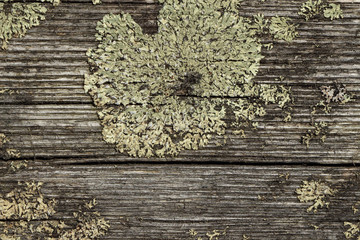 lichen on the wood, natural background