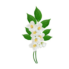 Naklejka na ściany i meble White jasmine flower.