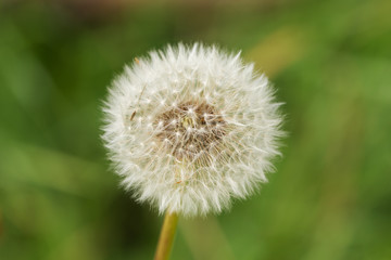 dandelion close up