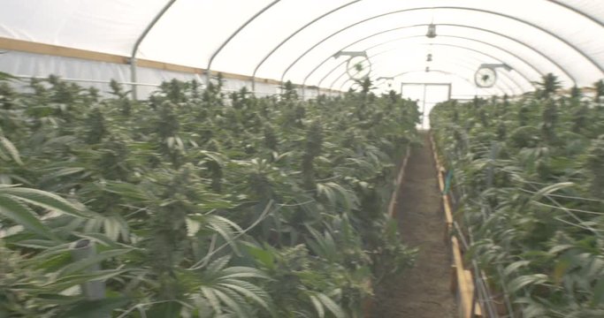 Bright Light Inside Large Medical Marijuana Grow Tent