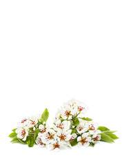 Pear blossom on a white background with space for text