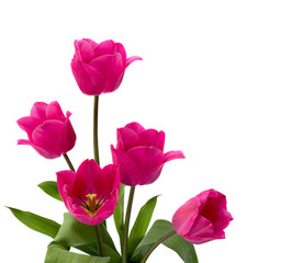 Bouquet of pink tulips on white background