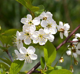Flowers of the cherry blossoms on a spring day