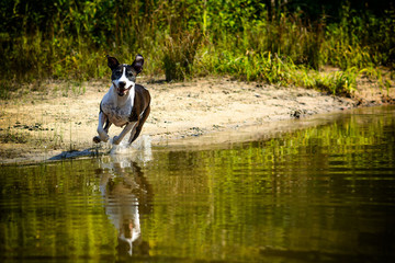Pies uwielbiający wode
