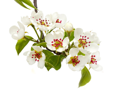 Spring flowers of pear on white background