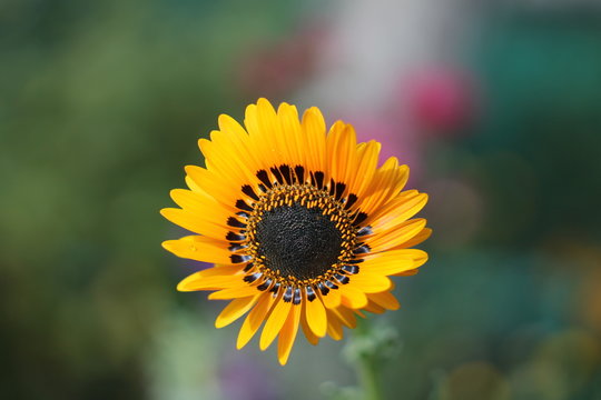 Beautiful yellow flower with black core