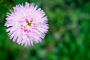 Fototapeta premium White flower in the garden