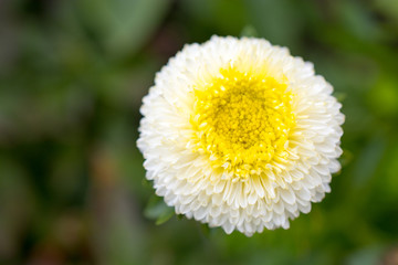 White flower in the garden