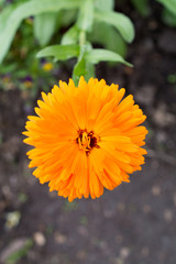 Yellow flower in the garden