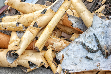 birch bark in the yard
