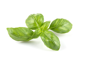 Fresh green leaf basil