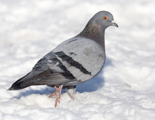 dove in the snow on the nature