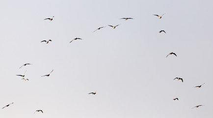 a flock of seagulls in the sky at sunset