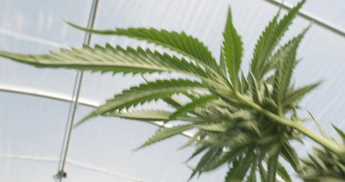 POV Angle of Cannabis Marijuana Plant in Indoor Greenhouse From Leaves Looking Upwards