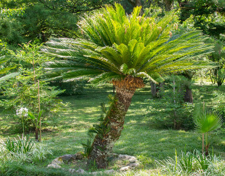 Fototapeta background tree nature forest