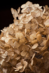 Small dried flowers. Macro shot