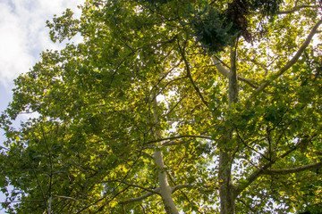 background tree nature forest