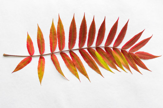 Twig with gradient autumn red leaves