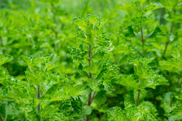 Fresh mint