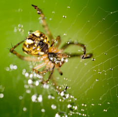 water droplets on a spider web with spider in nature
