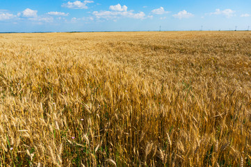 Golden wheat field