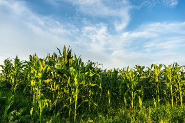  Corn field