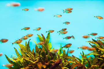 Fototapeta na wymiar Translucent tropical fish
