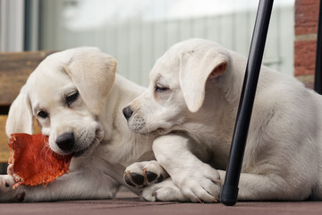 Zwei junge Labrador Welpen spielen, beißen und fressen miteinander