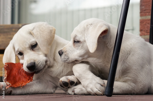 dog online spielen dog online spielen