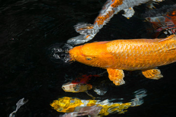 Japan Kois im Koiteich - Japanischer Koi im Gartenteich