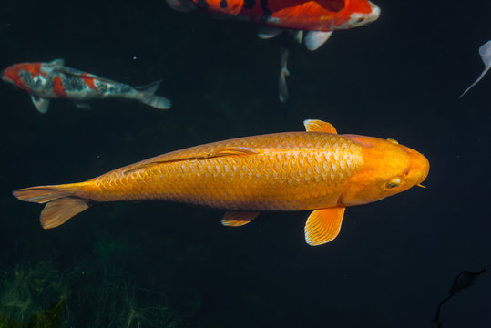 Japan Kois im Koiteich - Japanischer Koi im Gartenteich