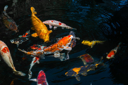 Japan Kois im Koiteich - Japanischer Koi im Gartenteich