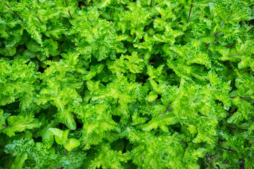 Fresh mint
