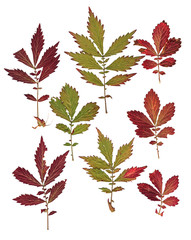 forest small set dry delicate pressed  leaves