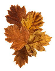 application of hawthorn leaves