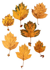 application of hawthorn leaves