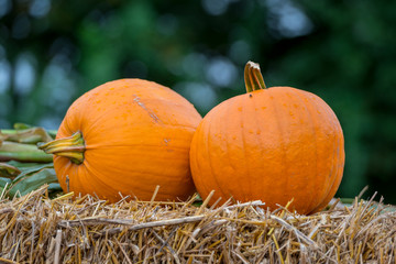 Kürbisse auf einem Strohballen zu Halloween 