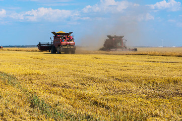 Wheat field harvesting