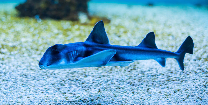 Port Jackson Shark