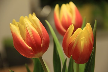 Fototapeta premium Tulips