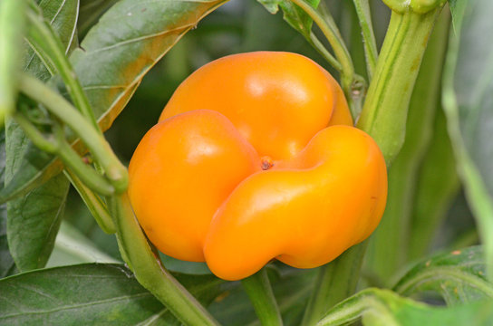 Yellow bell pepper in garden